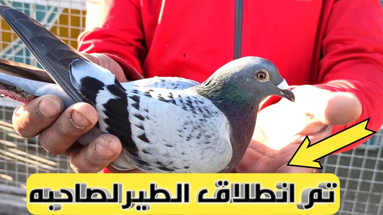 تم تجهيز ضيوف البطل (الحمام الزاجل) وتم انطلاقه لأصحابه ياريت كل الغواي تعمل كدا وبالتوفيق للجميع🥰