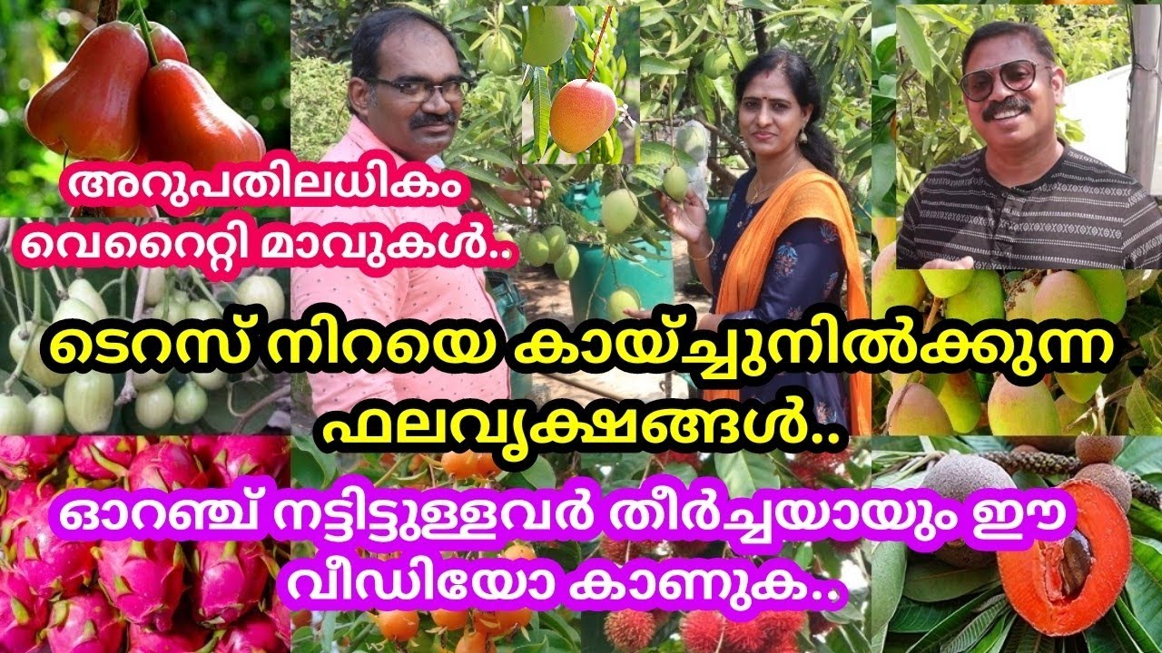 വീടിന്റെ ടെറസ് നിറയെ മാങ്ങകൾ കുല കുത്തി  കായ്ച്ചുനിൽക്കുന്ന കാഴ്ച/  Top 5 Mango Trees #RazzGarden