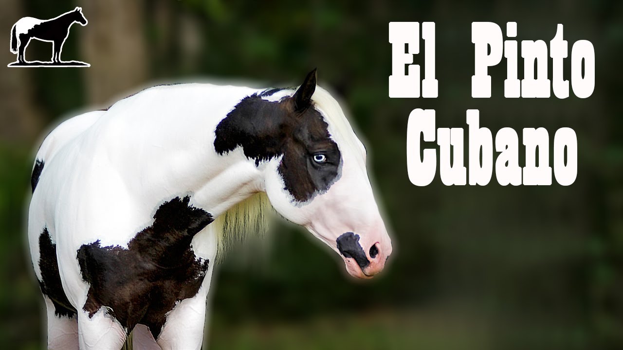 El Mayor Logro Genético De Color 