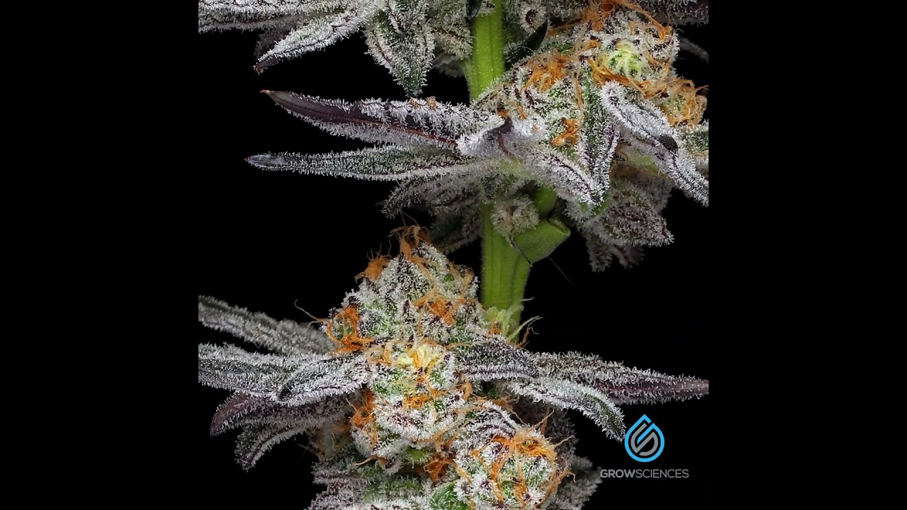 Meat Breath