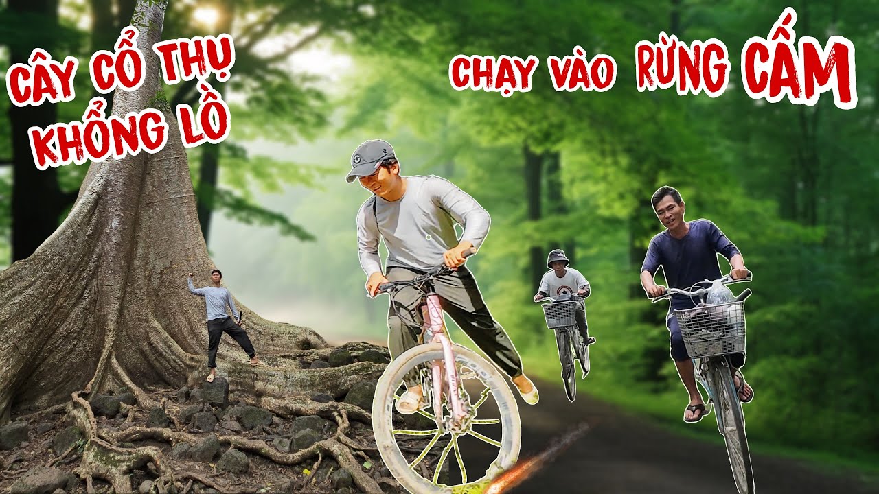 Chạy vào khu rừng cấm bắt gặp những cây cổ thụ khổng lồ 16 người ôm không hết