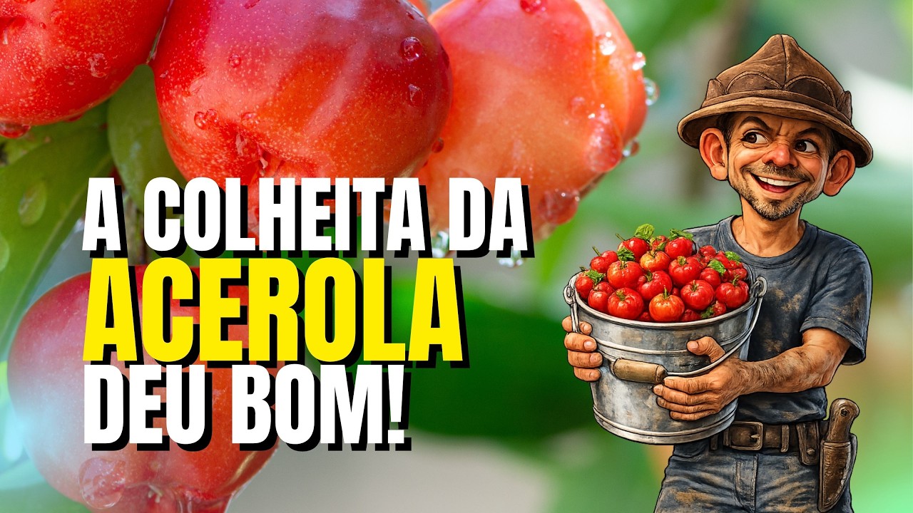 Hoje é dia de colheita de acerola direto do pé!