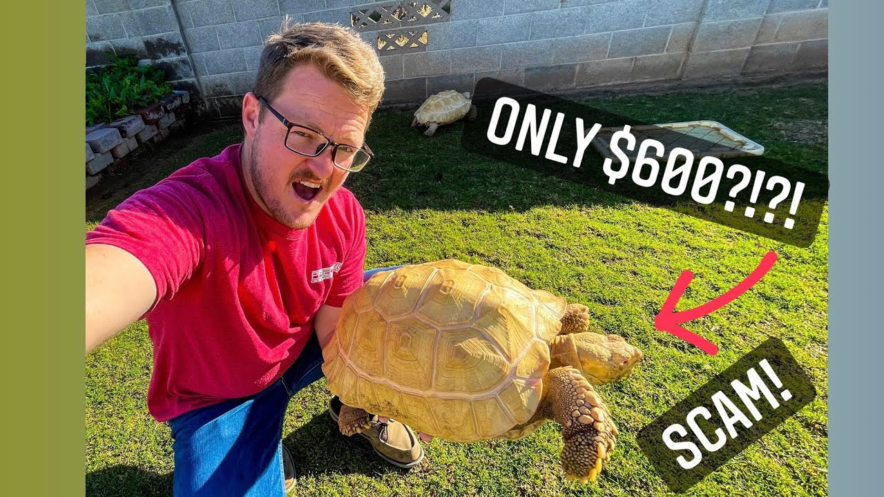 *SCAMMERS* Albino Sulcata Tortoise Buyers BEWARE!!