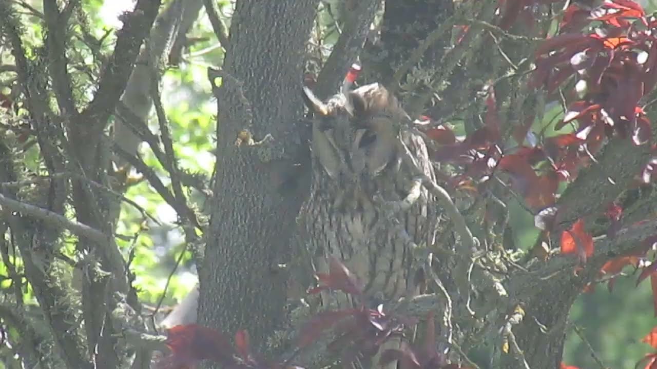 Macho de búho chico (Asio otus) cantando