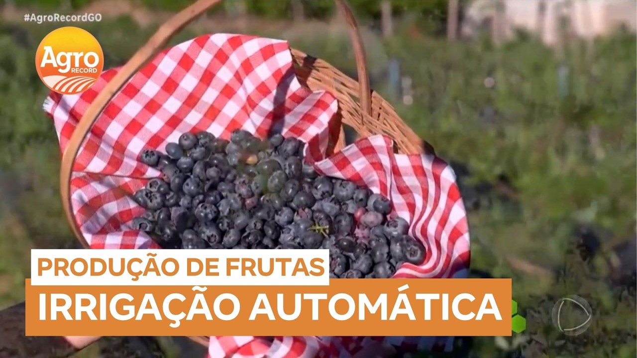 Produtores de frutas revolucionam o cultivo de mirtilo com irrigação automática
