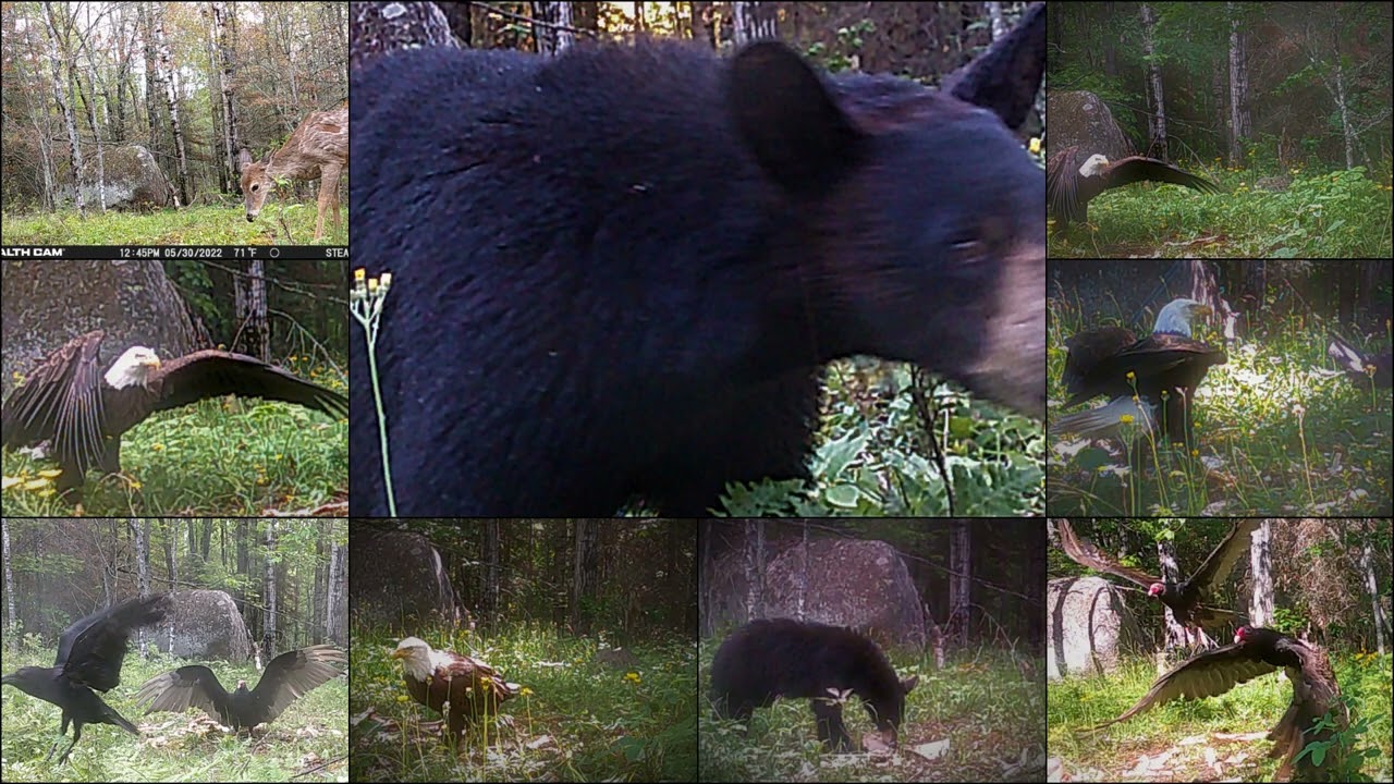 TRAIL CAM VIDEO WITH LAND OF COLOR MORNING SONG