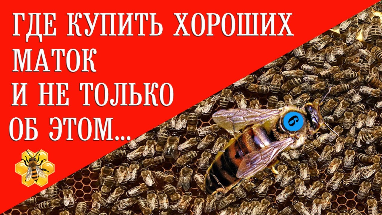 Где купить хороших маток и не только об этом...|| Where to buy good queens and not only about that.