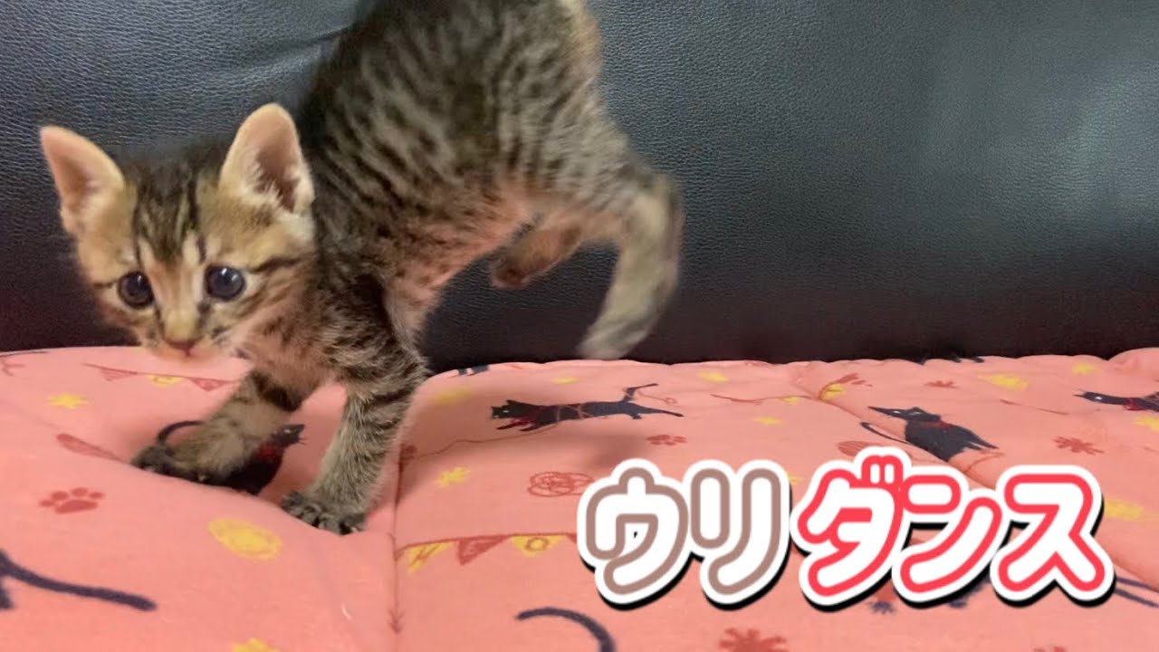 ミルクを飲んだ後の子猫のダンスが可愛いすぎる【保護猫】