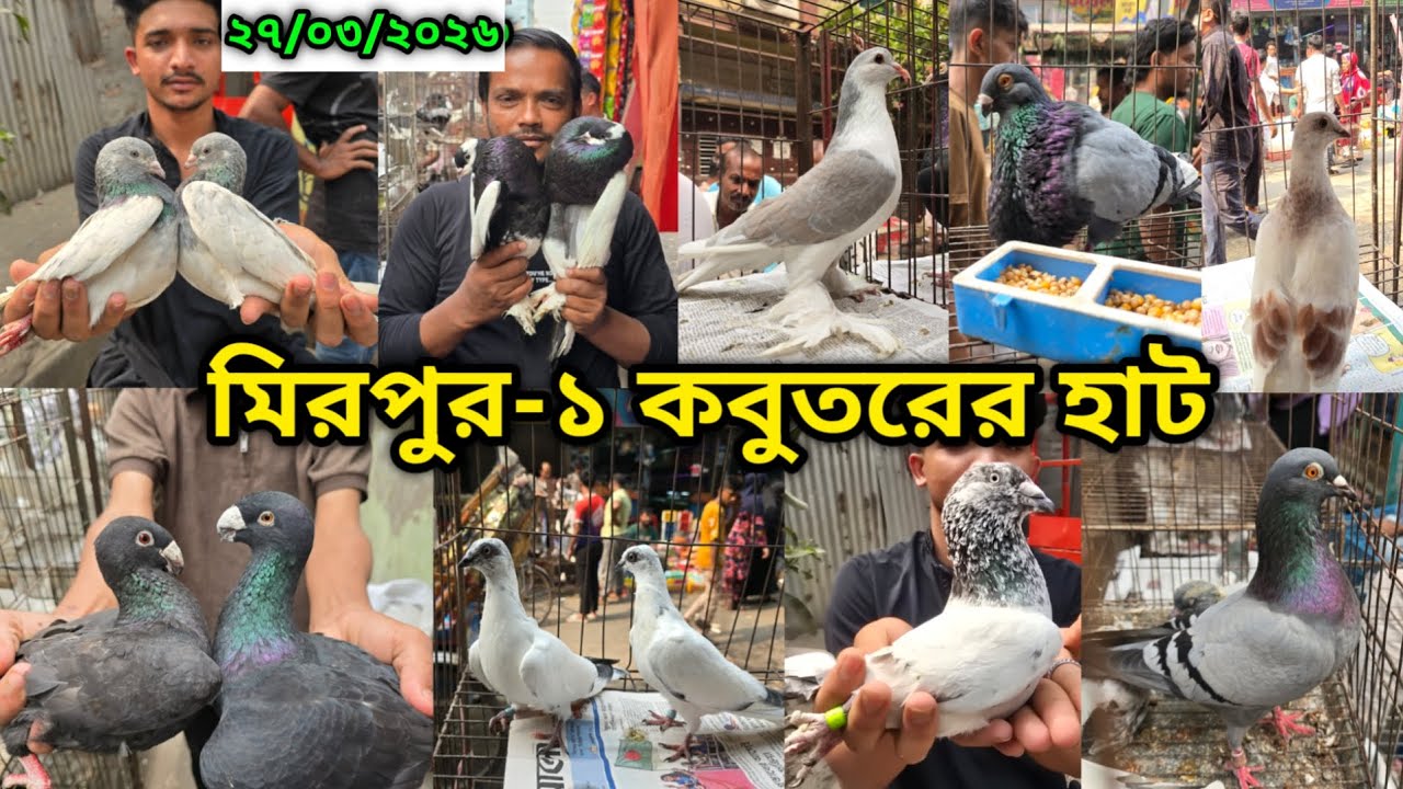 ২৭/০৩/২০২৬ মিরপুর-১ কবুতর হাট || মিরপুর-১ কবুতরের হাট ২০২৬ || Mirpur-1 Pigeon Market || কবুতর বাজার