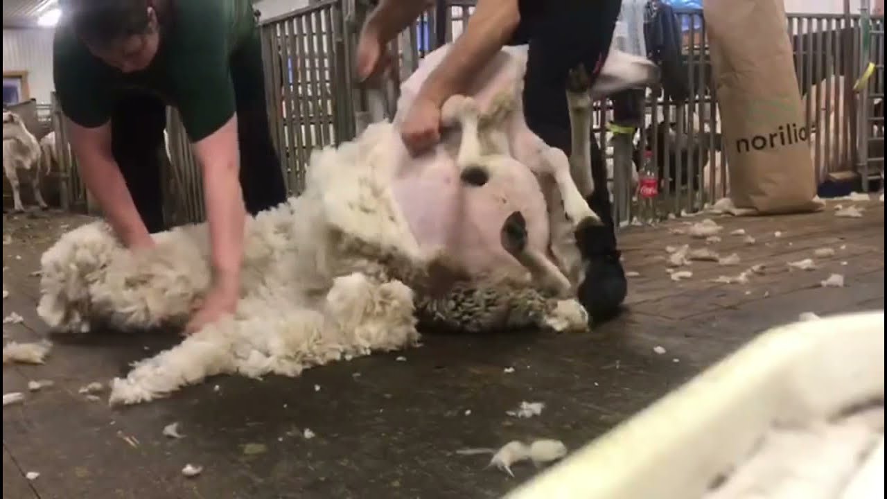 2 of the best sheep shearing in Norway