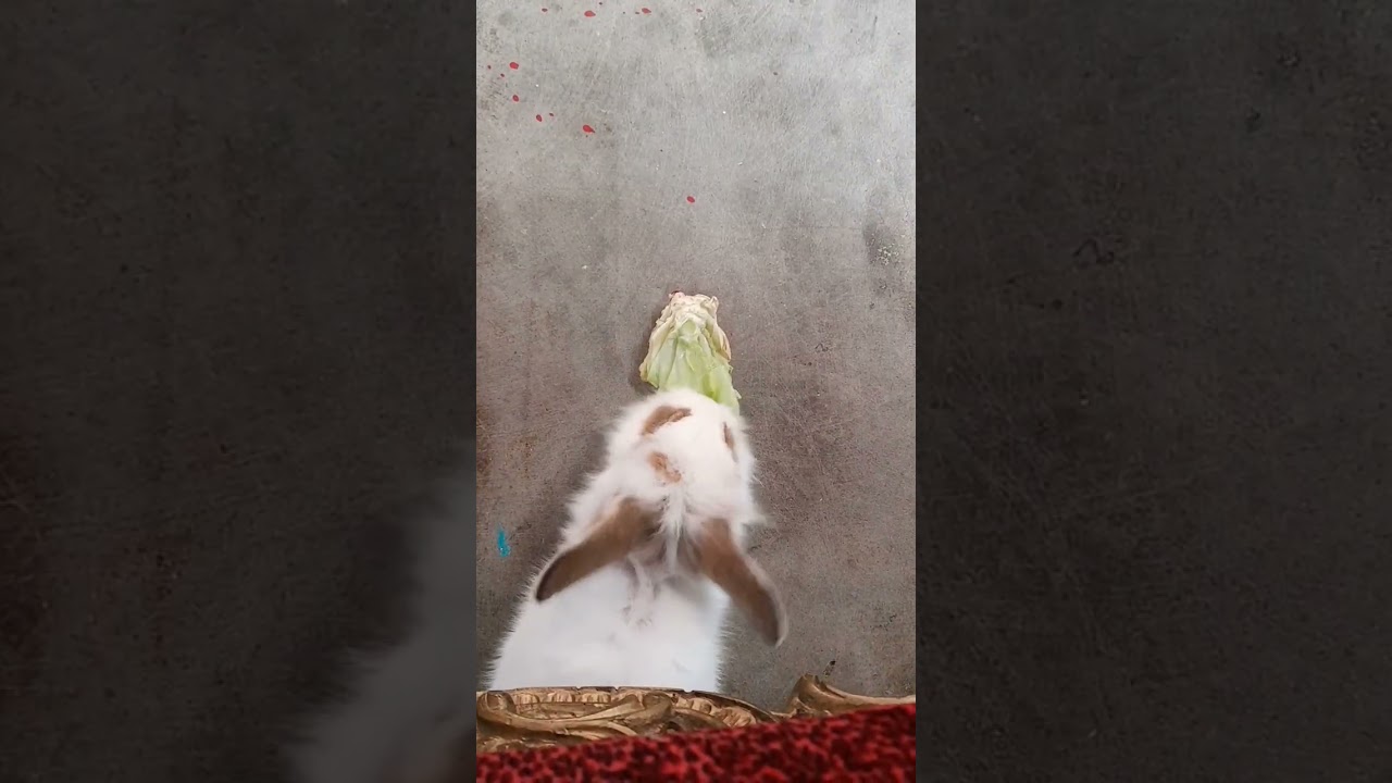 rabbits go to your head 