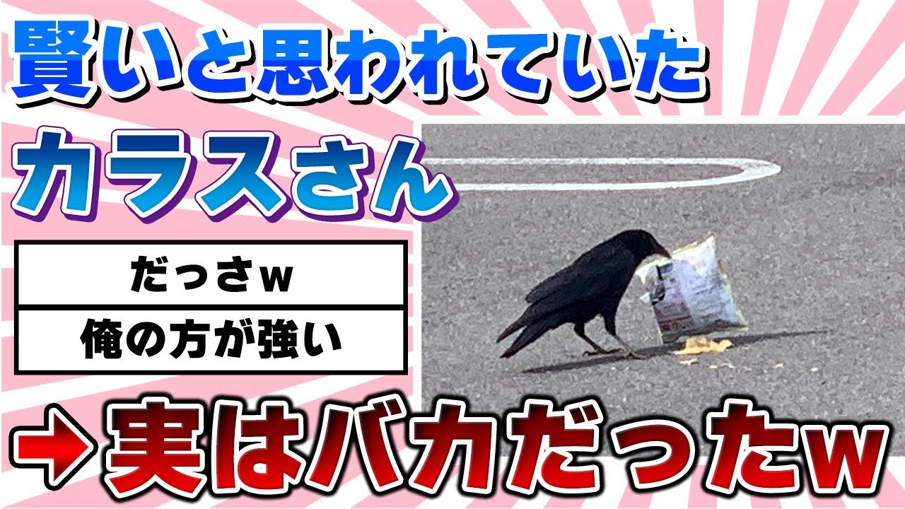 【2ch動物スレ】カラスさん、本当はバカだったことが判明www