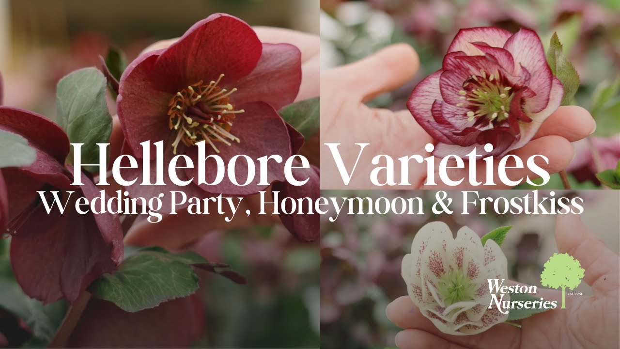 Hellebore Varieties We 