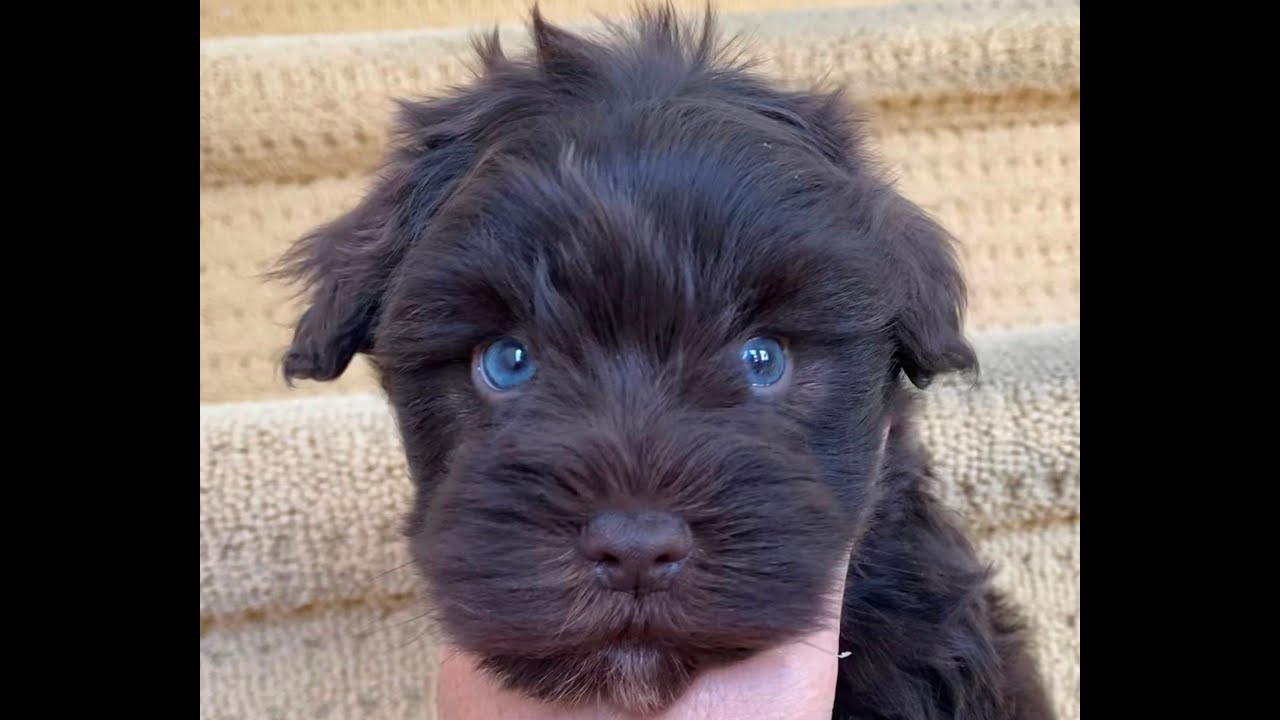 Miniature Schnauzer Puppy Dark Chocolate color with Blue eyes