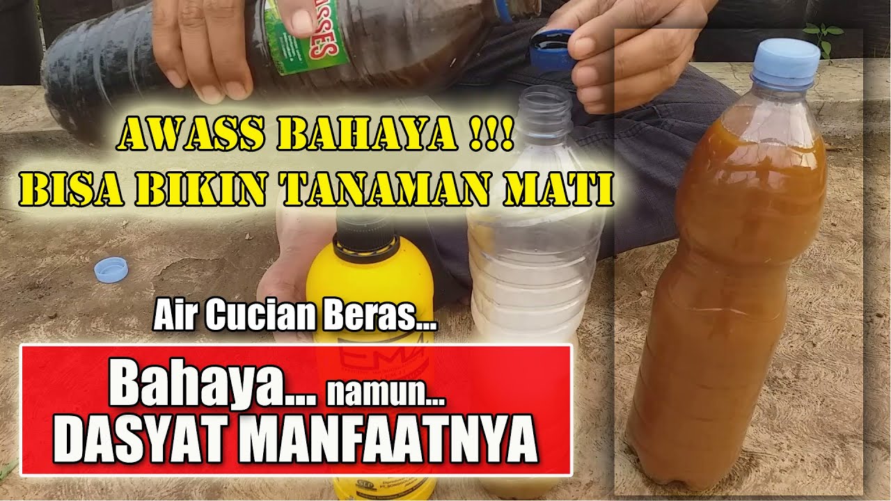 CARA FERMENTASI AIR CUCIAN BERAS YANG BENAR