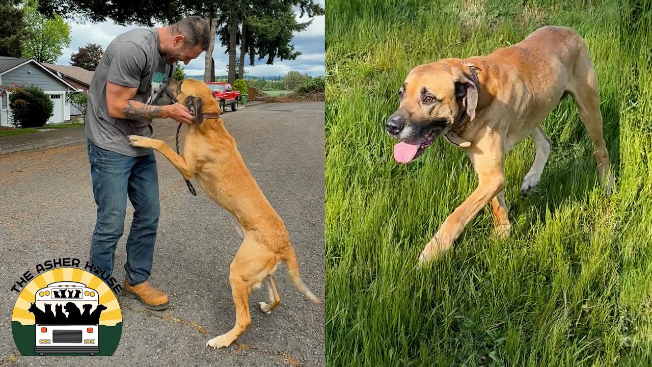 It was mutual love at first sight when I met Chase. He's the perfect dog | The Asher House