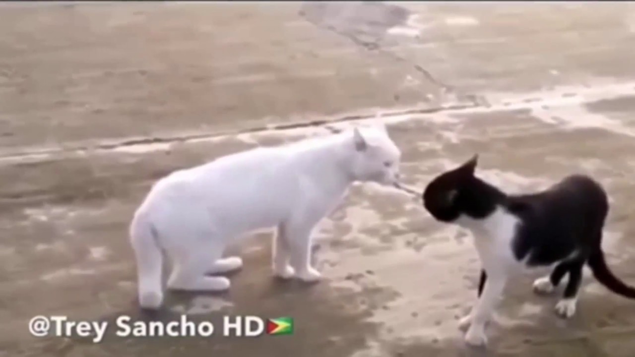TREY sancho COMLICATION | FUNNY ANIMALS VOICE OVERS |