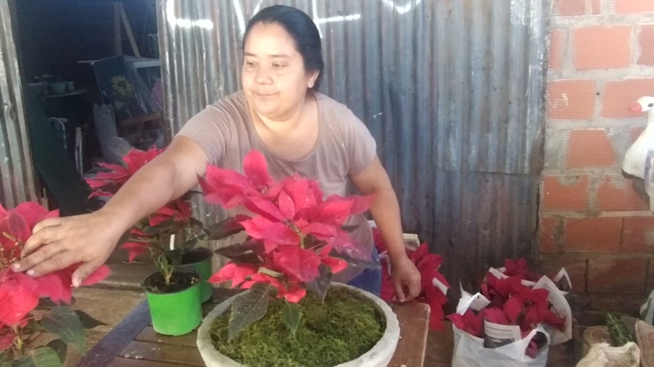 cómo plantar estrella federal y sus cuidados