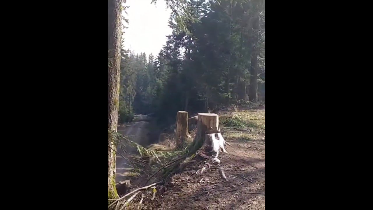 Waldwege von Knibis