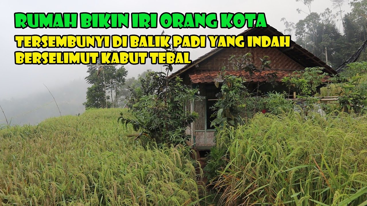Kedamaian Tersembunyi Di Antara Padi Yang Indah Dan Kabut Tebal. Bikin Galau Orang Kota.