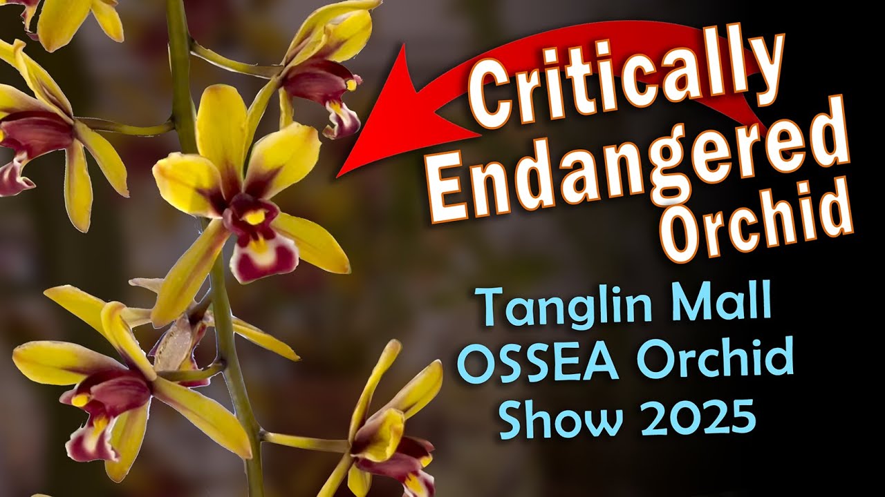 Tanglin Mall OSSEA Orchid Show 2025 - Rare Cymbidium finlaysonianum