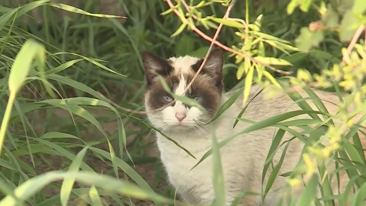 Orangevale neighbors searching for person who killed more than 12 cats