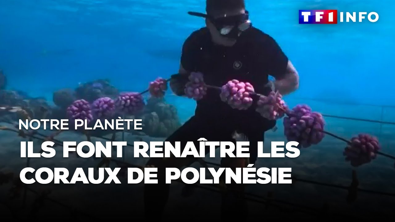 Ils font renaître les coraux de Polynésie
