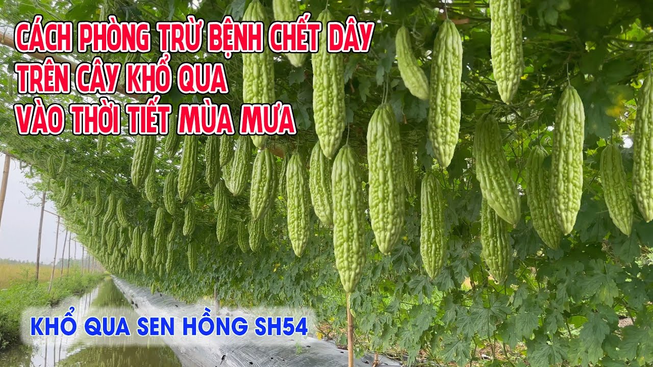 CÁCH PHÒNG TRỪ BỆNH CHẾT DÂY TRÊN CÂY KHỔ QUA VÀO THỜI TIẾT MÙA MƯA | KHỔ QUA SEN HỒNG SH54