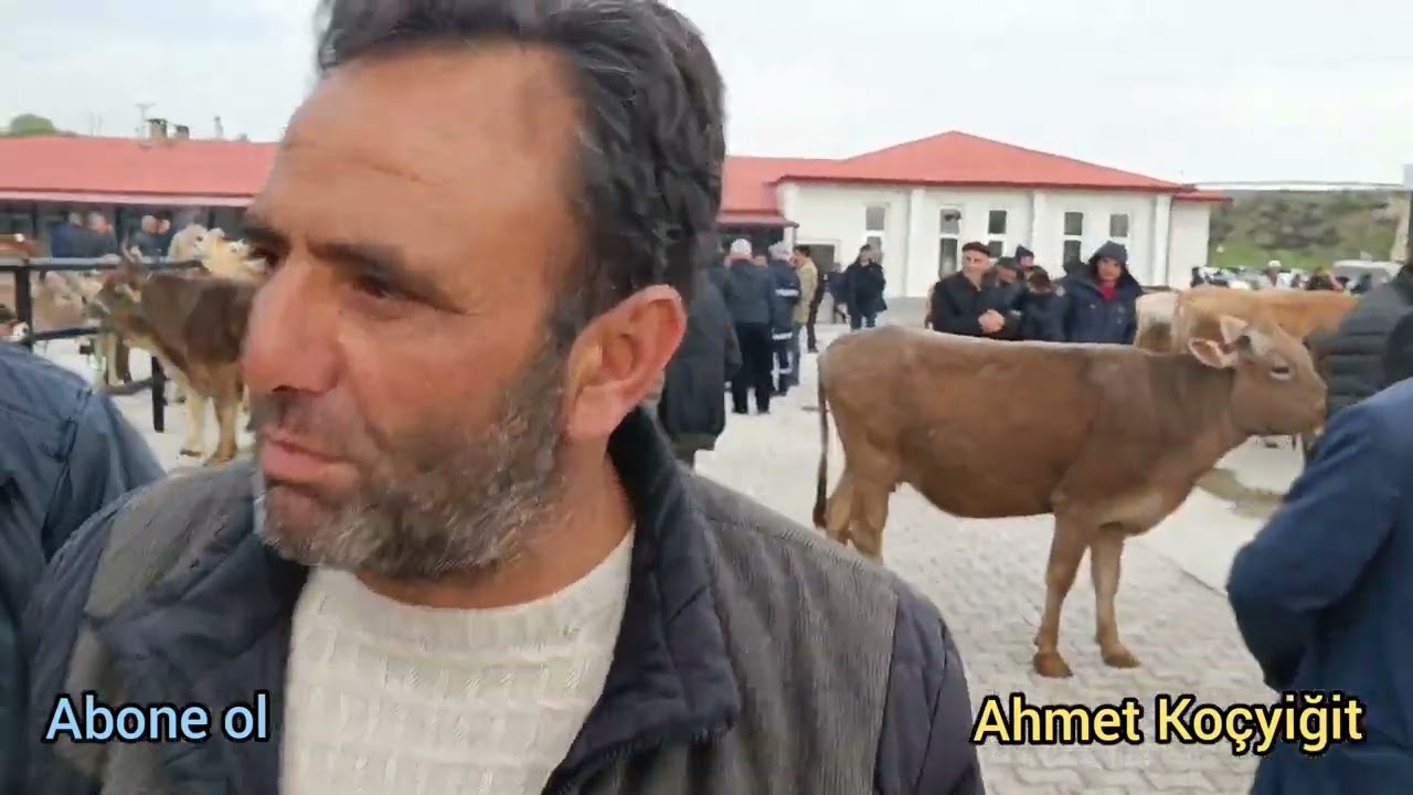 #hayvan pazarı# Yıldızeli 12 Mayıs 2023