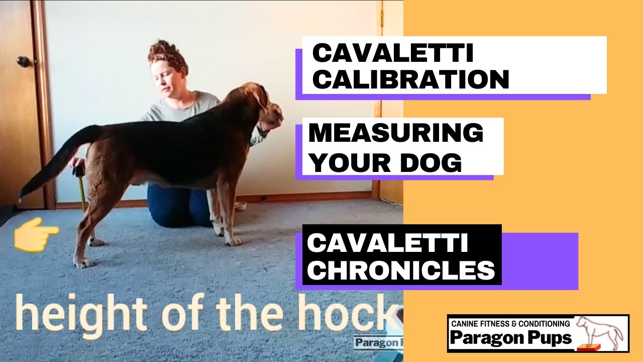 Cavaletti Calibration: Measuring Your Dog