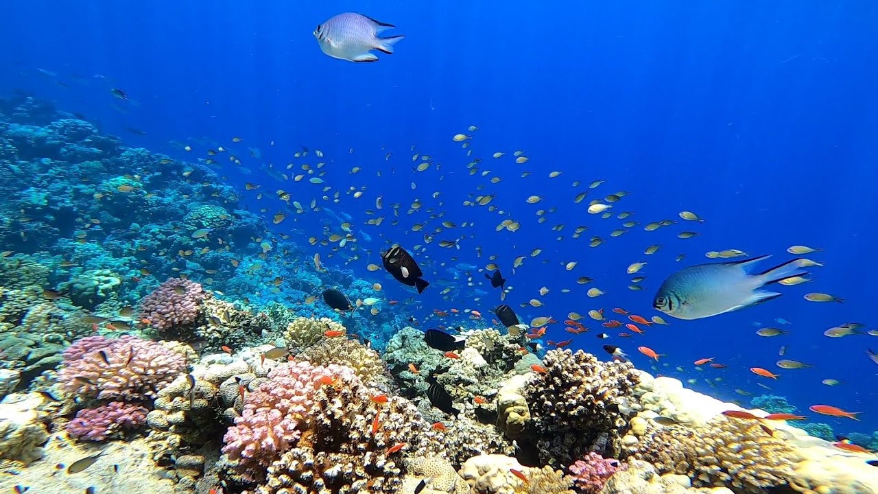 Brayka Bay Reef resort Egypt 2025 Marsa Alam