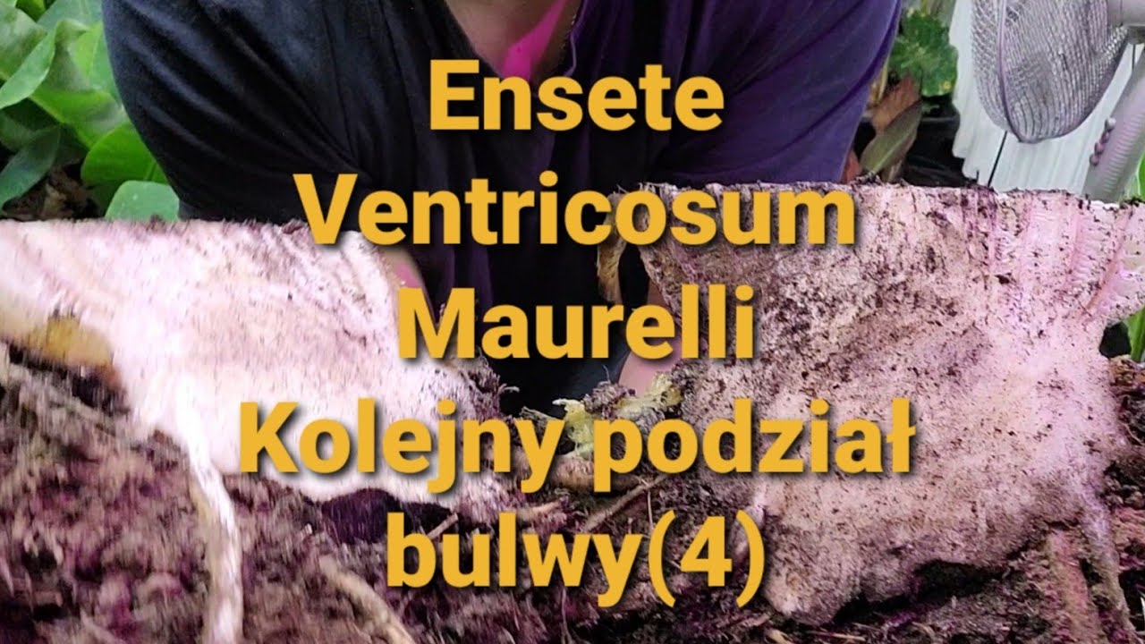474#. Ensete Ventricosum Maurelli- kolejny podział bulwy‐ 13.03.21
