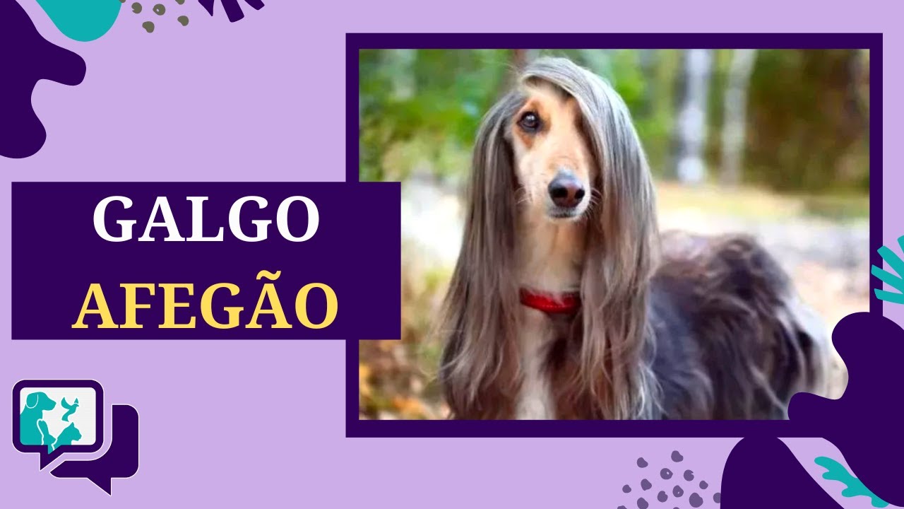 GALGO AFEG&Atilde;O: TUDO SOBRE A RA&Ccedil;A