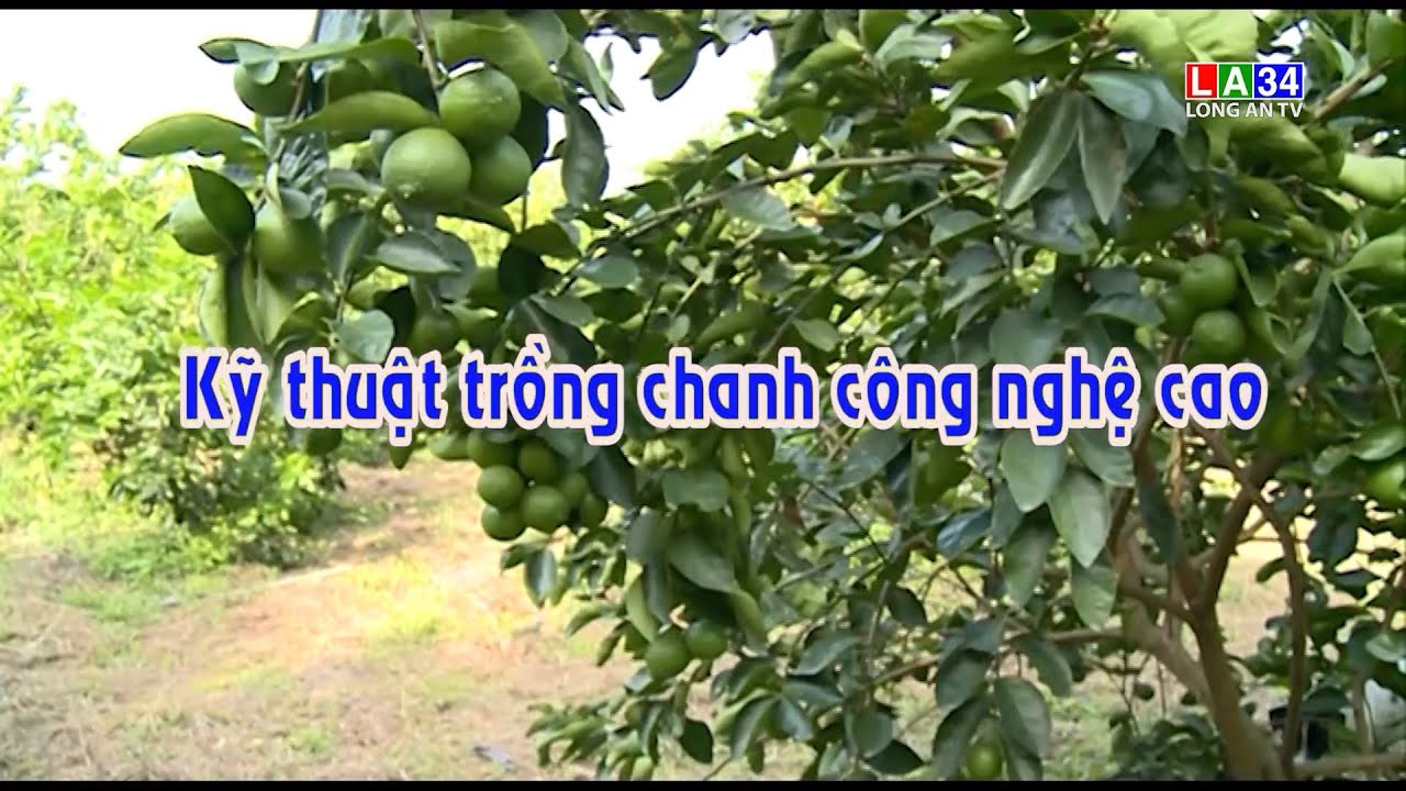 Kỹ thuật trồng chanh công nghệ cao