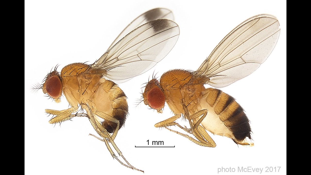 Droso intro. Drosophila suzukii