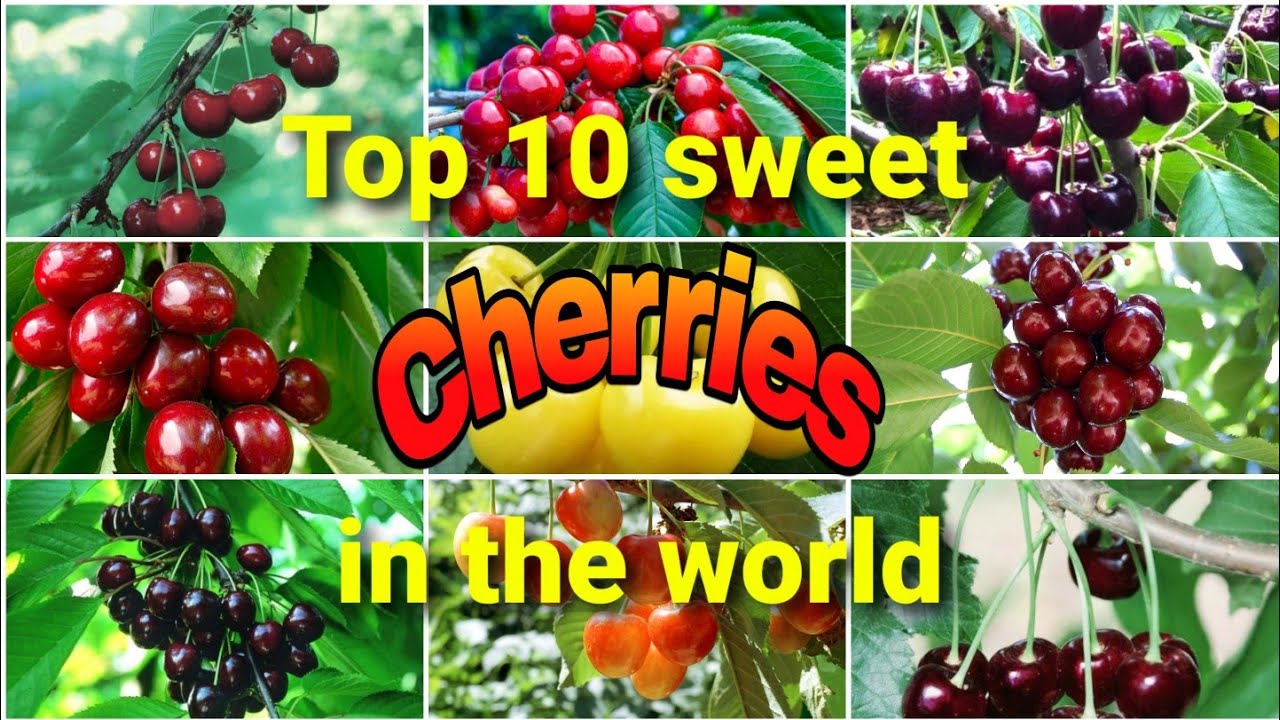 বিশ্বের সেরা ১০টি চেরি ফল| Top 10 cherry fruit varieties in the world| Manila cherry| ম্যানিলা চেরি|