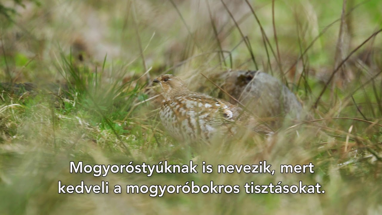 Ember és Természet – Tyúkfélék, légykapók: siketfajd, császármadár, kis légykapó, örvös légykapó