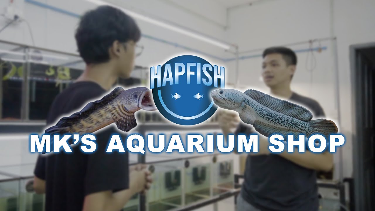 MK's Aquarium Shop and His Aggressive Channa [SnakeHead Fish] !!!