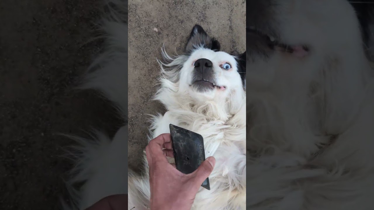 Sticky Mouse Trap Stuck On Dog  (CLUELESS)