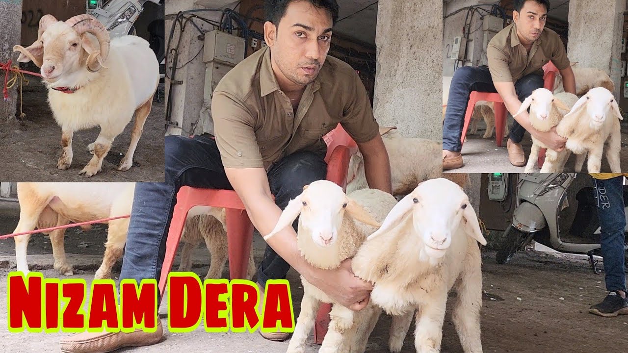 Bannur Sheep Ki Quality Dikhaunga At Nizam Ka Dera Bhiwandi.