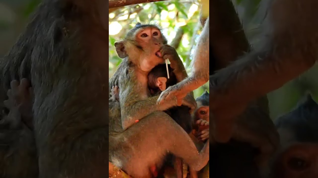 Monkey Grab In Cambodia Good All Monkeys In Khmer #171