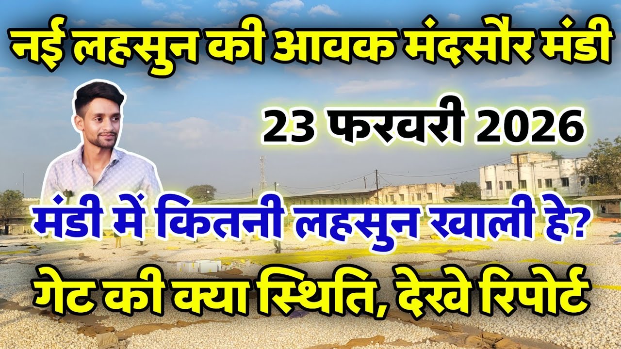 नई लहसुन की आवक मंदसौर मंडी 23 फरवरी 2026 | Garlic Arrival Mandsaur APMC #Mandsaur_Mandi_Update 