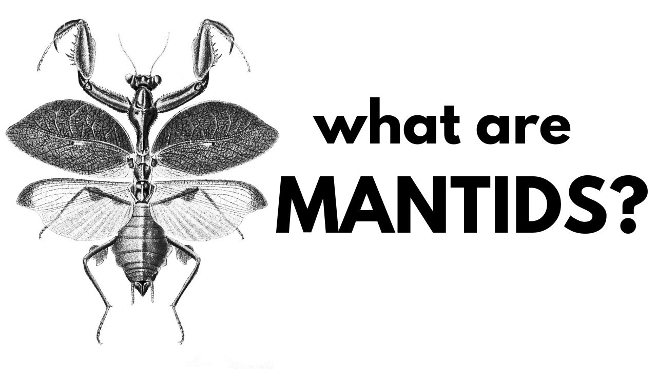 Mantids - An Ecological Overview Of Mantodea