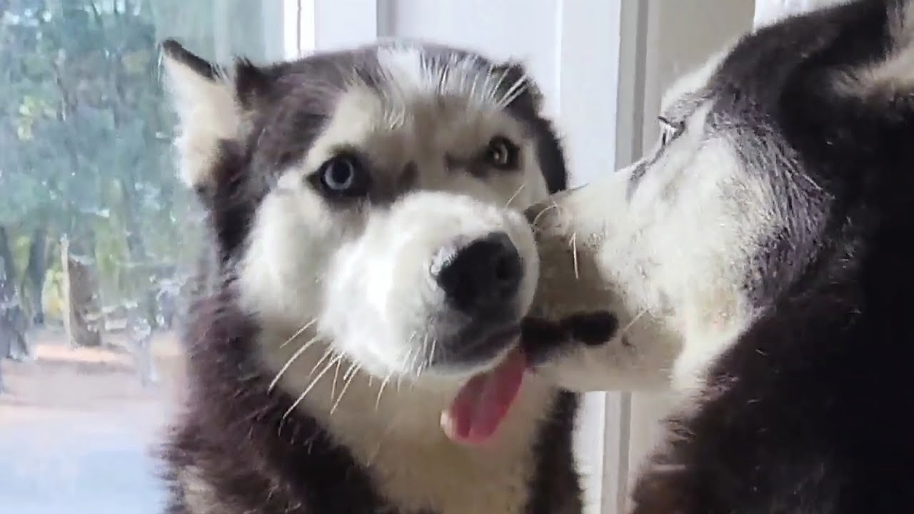 ¿Los Perros También Se Enamoran?