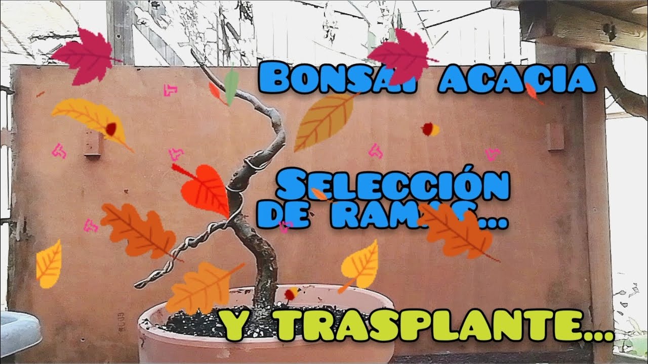 BONSAI DE ACACIA. SELECCIÓN DE RAMAS Y TRASPLANTE.