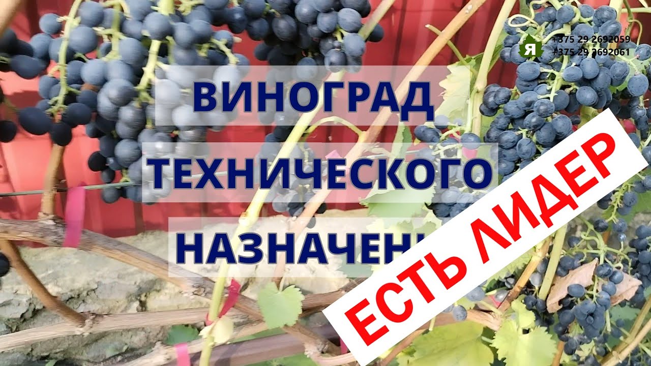 Определяем лидера по содержанию сахара в технических и универсальных сортах винограда. Беларусь.