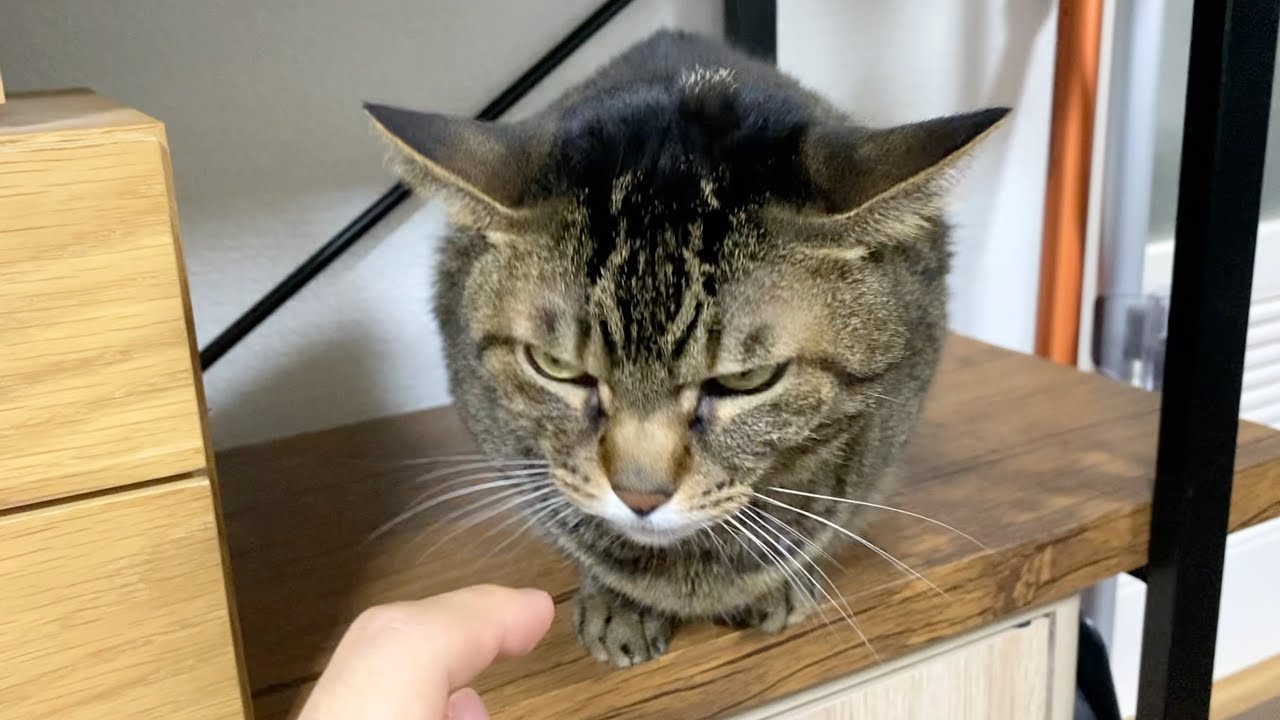 凶暴すぎる猫の手を触ろうとした結果...