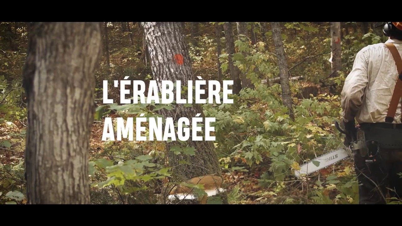 L'érablière aménagée