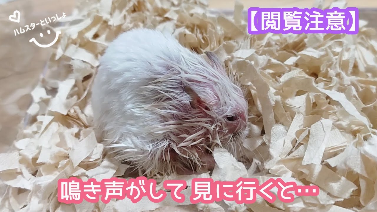 【閲覧注意】鳴き声がするので見に行くとハムスターが大変なことになっていました！