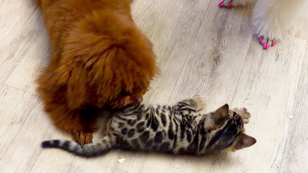 Yukki the dog is the kitten's main mother. Собака Юкки главная мама у котенка